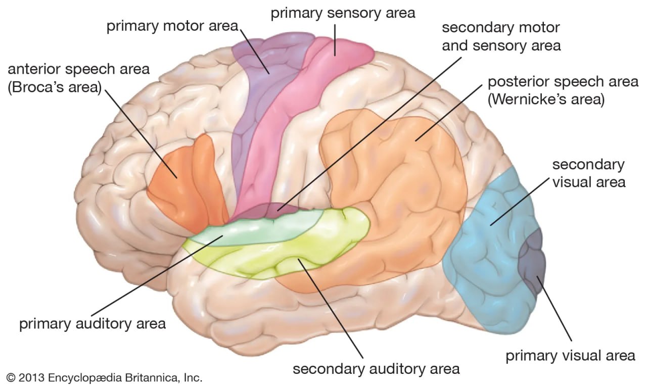 Brain diagram showing Broca's area, Wernicke's area, primary motor and sensory areas, primary auditory area, and primary visual area
